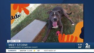 Storm the dog is up for adoption at the Humane Society of Harford County
