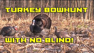 Bowhunting Turkeys Without a Blind