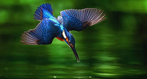 Kingfisher hunting fish . #viral