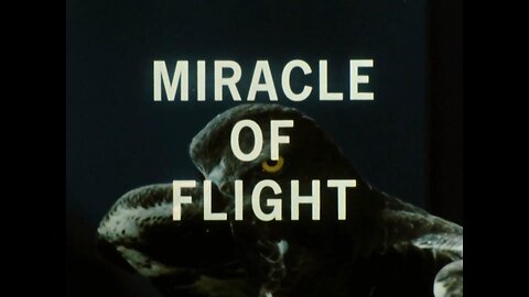 Mutual of Omaha's Wild Kingdom - "The Miracle of Flight"