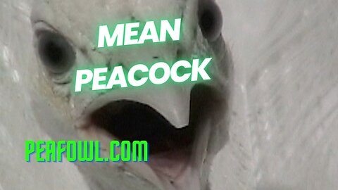 Mean Peacock, Peacock Minute, peafowl.com