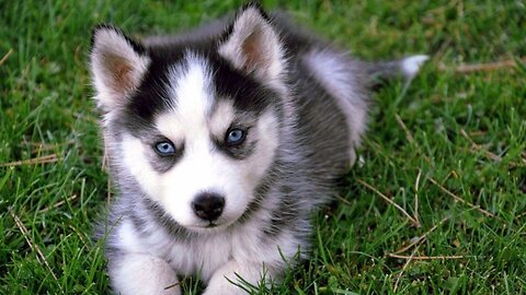 Cutest Dog Breeds | Husky puppy, Siberian husky dog, Siberian husky puppies.