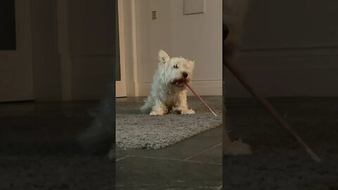 Heavy at it #Westie #dogs #funny #shortvideo