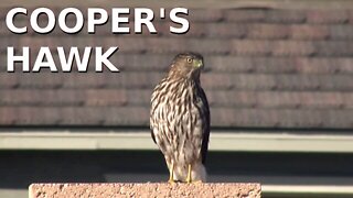 Cooper's Hawk