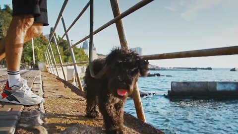 Cute black poodle looking at sea, enjoying evening walk with male owner, close up