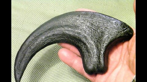 Utahraptor Claw Fossil Replica 9 Inches Long Black