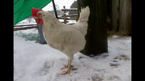 Hens don't like snow