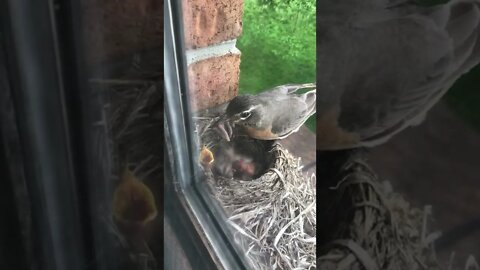 3 Day Old Robins