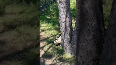 Gigantic tortoise chilling by a tree