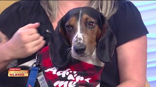 Pet Patrol | Morning Blend