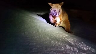 Bandit, The Australian Possum, Outside in the dark, eating banana's