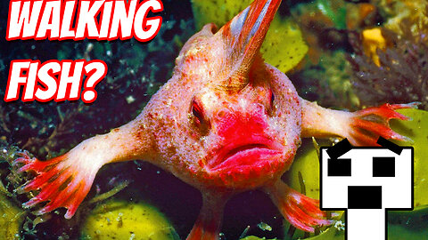The 10 Weirdest Sea Creatures In The World!