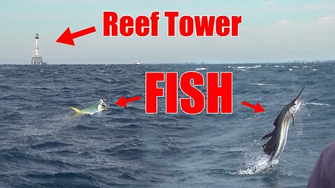 Mahi & Sailfish in Shallow water off Islamorada {catch and cook}