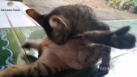 cat bathing on the terrace of the house