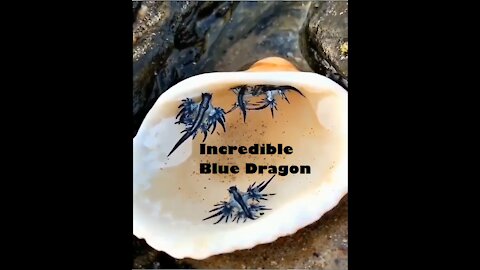 Blue Dragon – The deadly animal that lives at the bottom of the sea