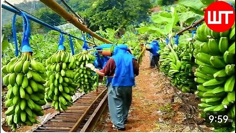 How Millions Of Banana Harvested & Processed | Banana Chips Factory