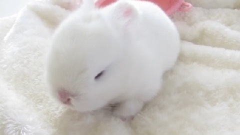 These Baby Bunnies Will Brighten Up Your Day