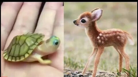 Cute baby animals Videos Compilation cute moment of the animals - Cutest Animals _3