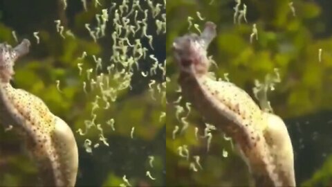 Male Seahorse giving birth!😳