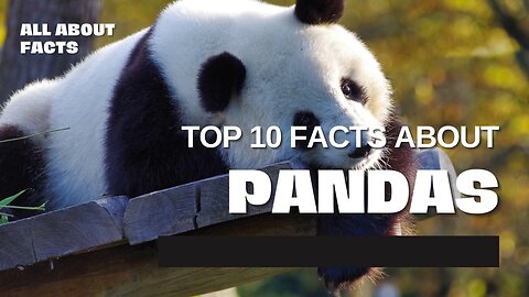 Top 10 Facts About Pandas