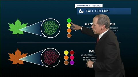 Why do leaves change color in the Fall?