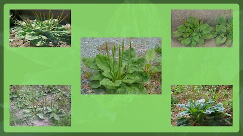 5. {Plantain/Tanchagem} It helps to treat the common flu (Plantago major)