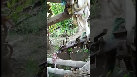 Ferocious Mongooses Prevail as Snakes Fail to Escape #shorts #shortvideo #nature #animals #viral