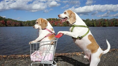 Dog's epic shopping cart voyage: funny dog's maymo and penny