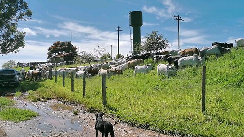 Cattle farm in Brazil