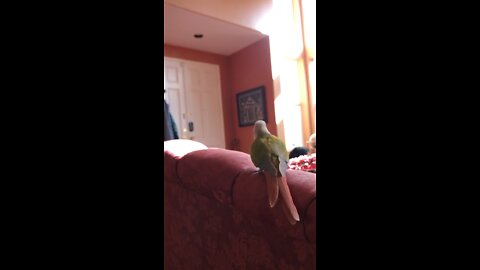 Green-Cheeked Conure flying in slow motion