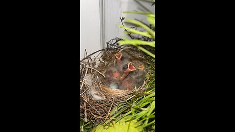 Baby birds!