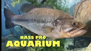 Bass Pro Aquarium, TN Fish