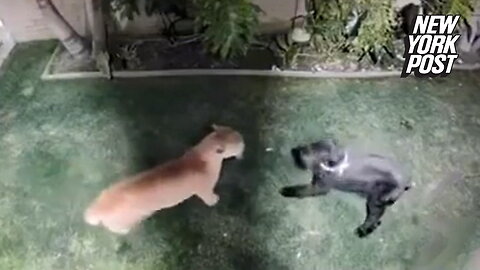 Dog survives vicious mountain lion attack: video