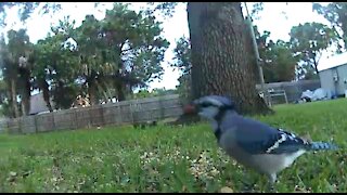Blue jay getting his nutz