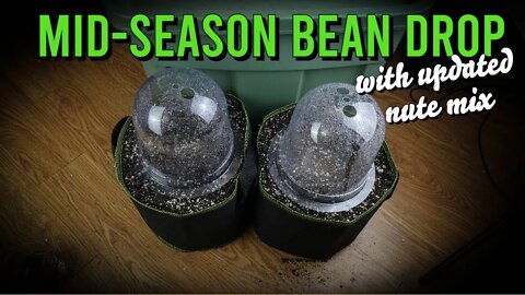 Mid-Season Bean Drop with UPDATED Nutrient Schedule
