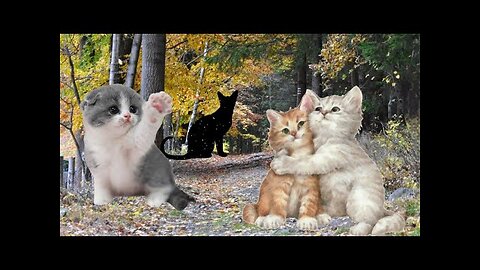 funny cat video - viral cat video - kitten cat shorts