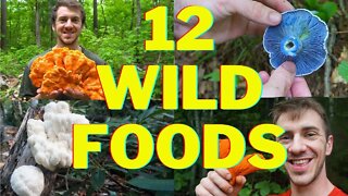 12 Wild Foods You'll Want to Forage This Fall!
