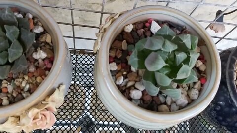 My collection succulents plants and Cactus | Plantita | Roosterjane