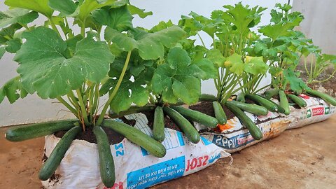 Why does planting zucchini in bags of soil yield so much fruit? Here is the answer!