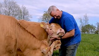 Cows Compete for Affection Like Giant Farm Puppies