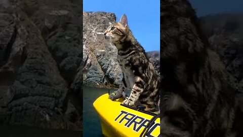 Savannah Cat enjoys the boat life!