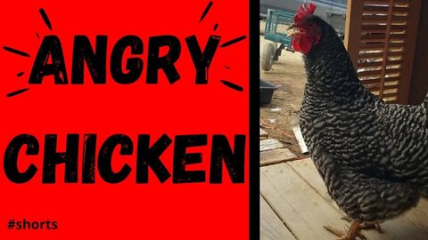 Angry Chicken!! | #shorts