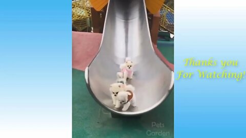 Sliding Cute Puppies-Can't ignore