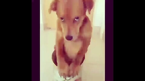 doggy funny moments 😜