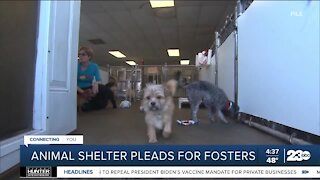 Kern County Animal Shelter seeks people to foster dogs