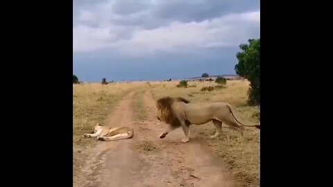 Lion pranks his wife