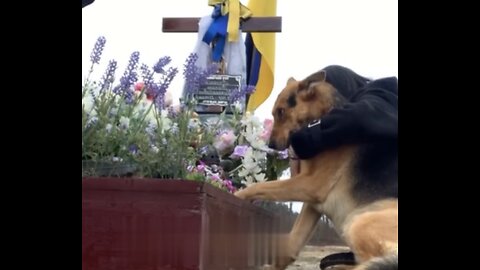 Dog Of A Ukrainian Soldier Who Was Killed In War