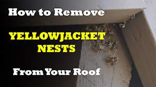 Removing Yellowjacket Nests From Your Roof