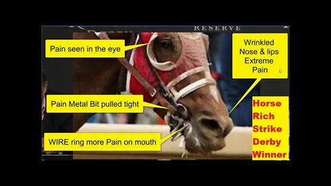 Kentucky Derby Winner Punched - Horse Only Won A Life Of Misery - The True Dark Side Of Horse Racing