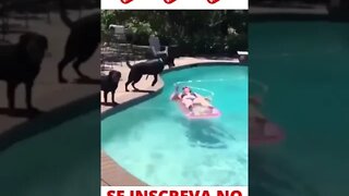 Cachorros derrubando a mulher na piscina #shorts